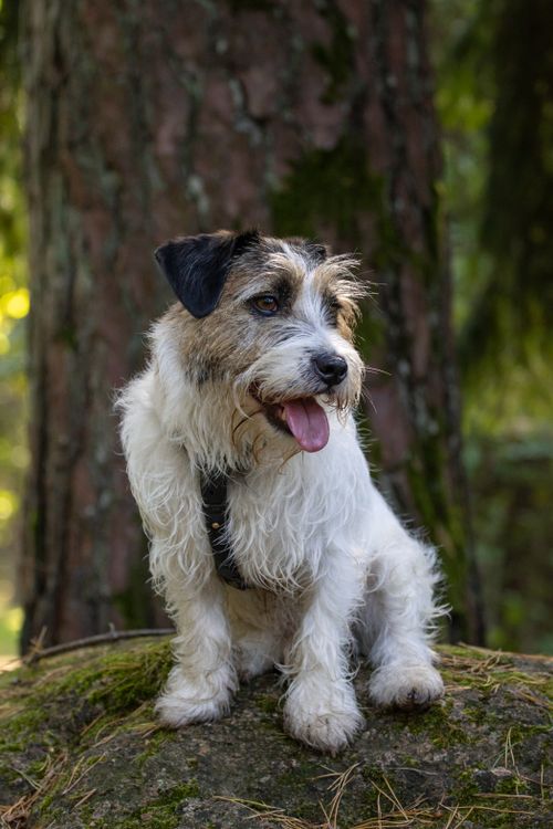 Jack Russell terrier sitting in an autumn forest after being found