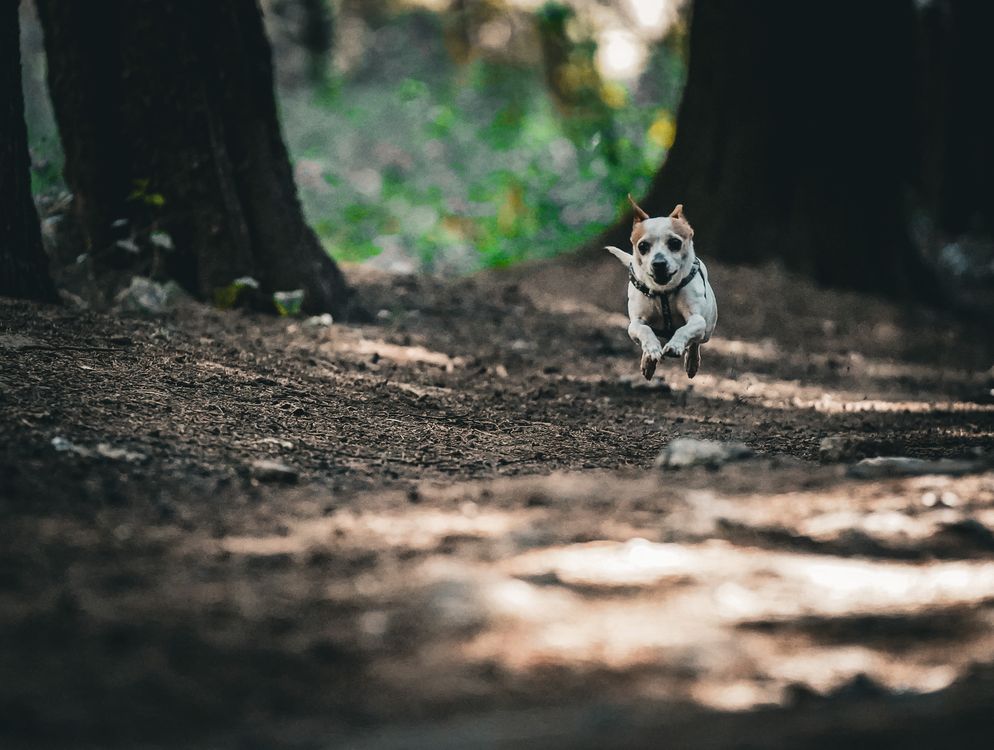 Small dog running along a forest trail on a hike