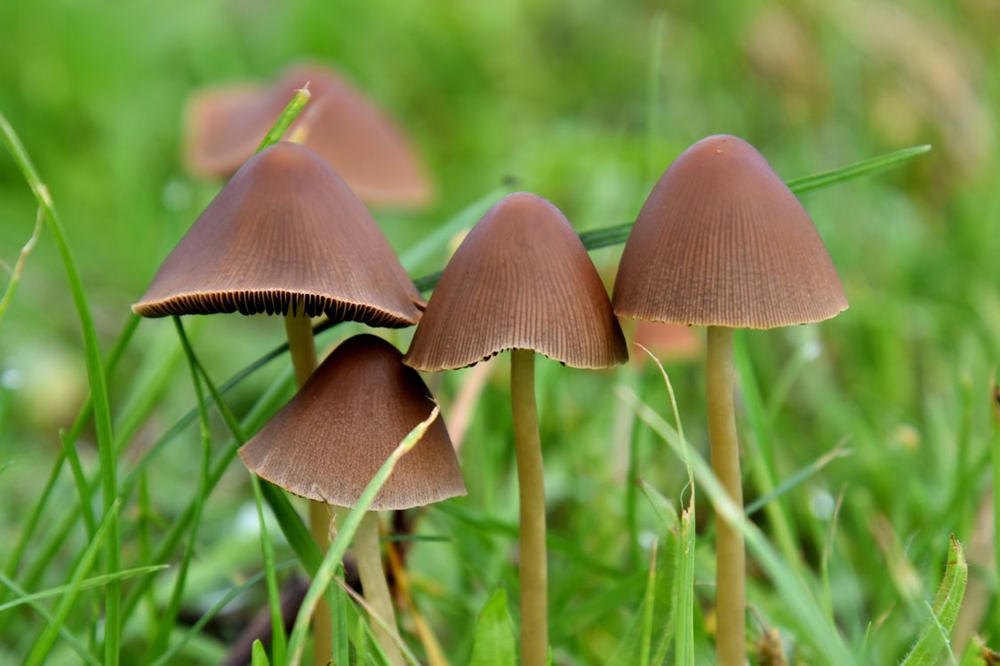 Wild mushrooms growing in green grass