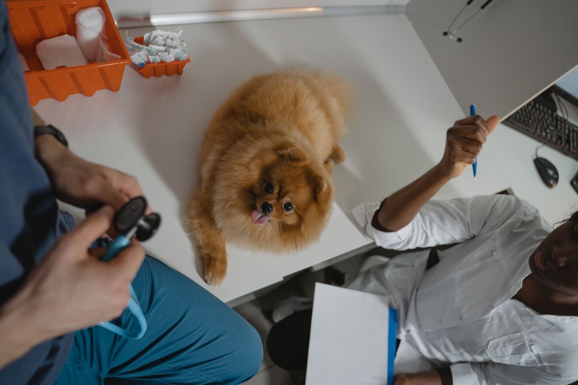 Small dog on a diagnostic table at a veterinary clinic