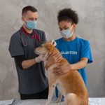 Veterinarian examining a dog on a clinic table