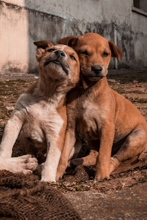Two brown puppies curled up together on the grass