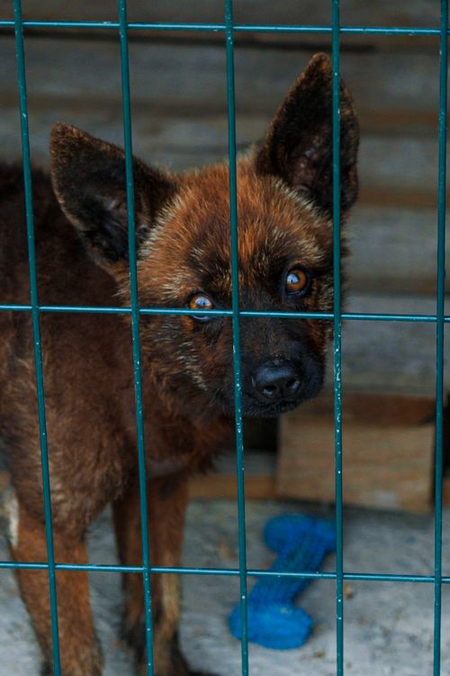 brown dog looking out from behind bars in a kennel