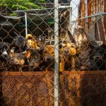 dogs behind a metal fence in a crowded breeding kennel