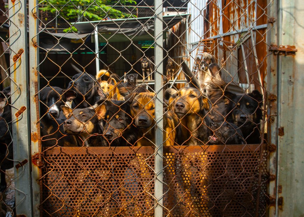 dogs behind a metal fence in a crowded breeding kennel