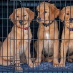 Five golden retriever puppies sitting together inside a kennel cage at an animal shelter
