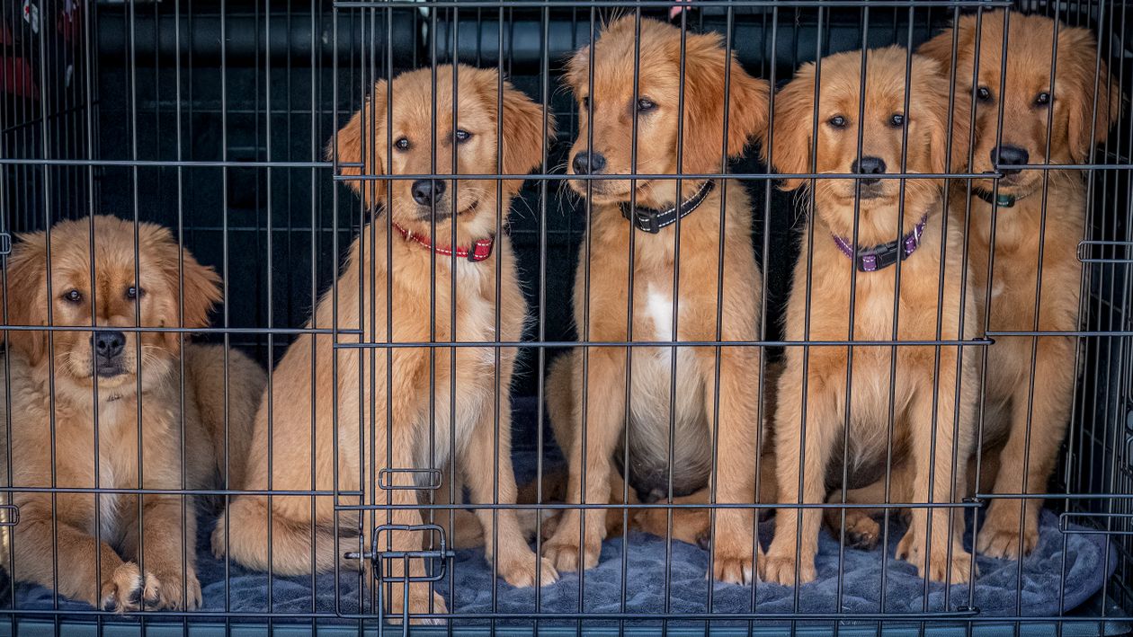 Five golden retriever puppies sitting together inside a kennel cage at an animal shelter