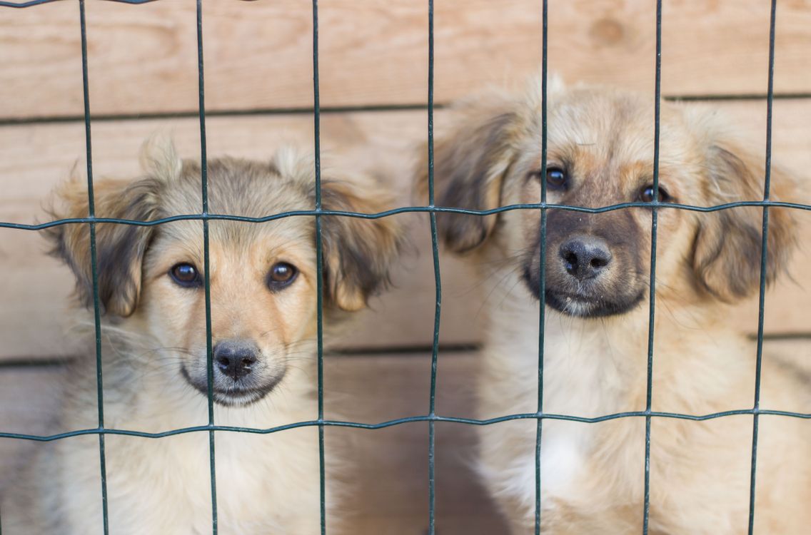 Two young puppies looking through a wire fence waiting for a home