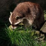 raccoon exploring a green backyard