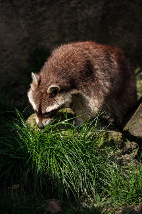 raccoon exploring a green backyard