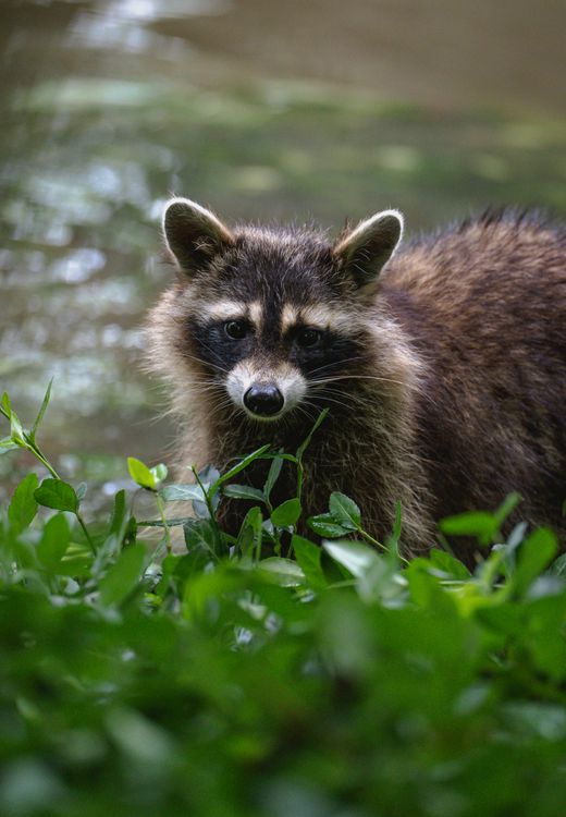 close-up of a raccoon outdoors