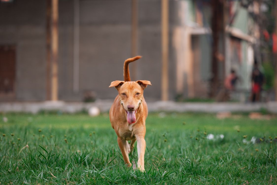 dog running across green grass outdoors