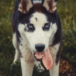 Siberian husky standing outdoors in a grassy field