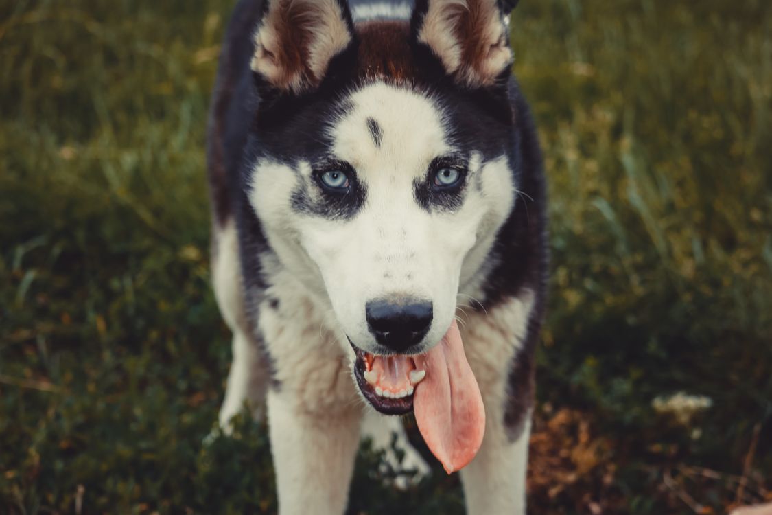 Siberian husky standing outdoors in a grassy field