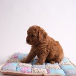 brown poodle puppy sitting on a cushion