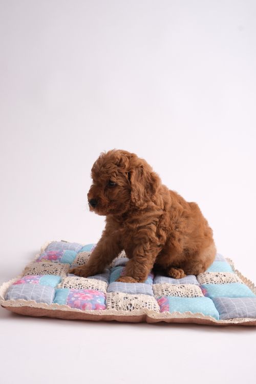 brown poodle puppy sitting on a cushion
