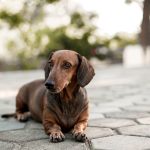 close-up of a dachshund outdoors