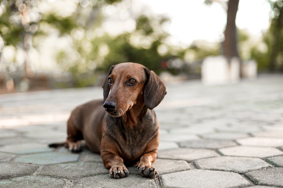 close-up of a dachshund outdoors
