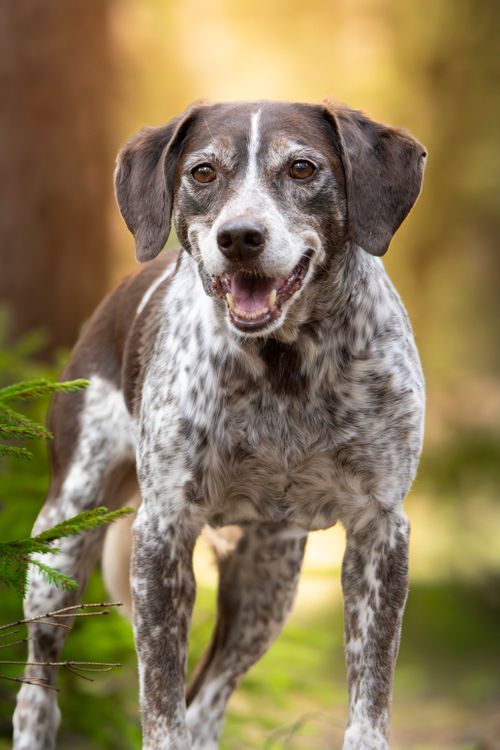 happy senior dog outdoors in a forest