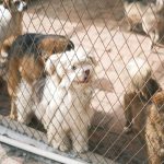 dogs waiting in a shelter kennel for adoption