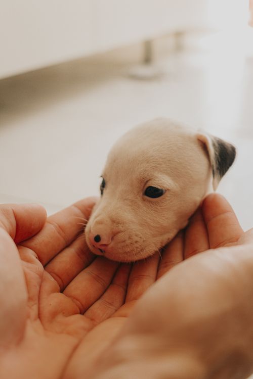 hands gently holding a tiny puppy