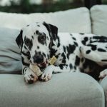 Dalmatian lying on a sofa chewing a toy bone