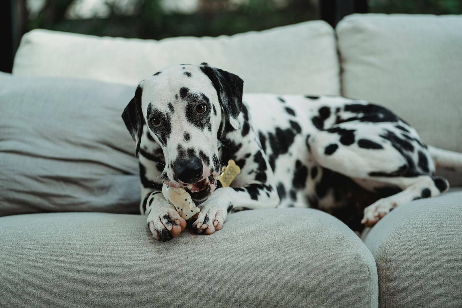 Dalmatian lying on a sofa chewing a toy bone