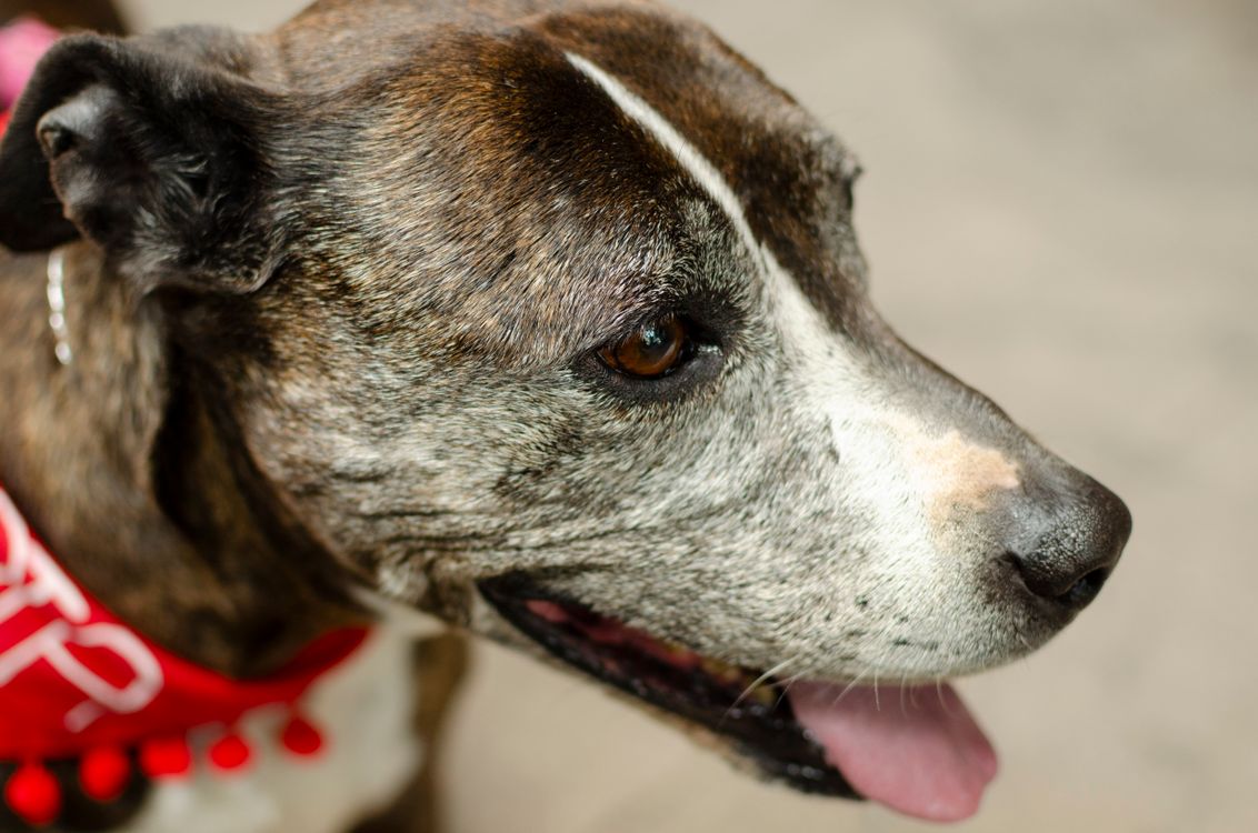 close up of a senior dog with gray fur wearing a red bandana
