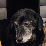 Elderly black dog with grey on its muzzle resting inside a wooden kennel
