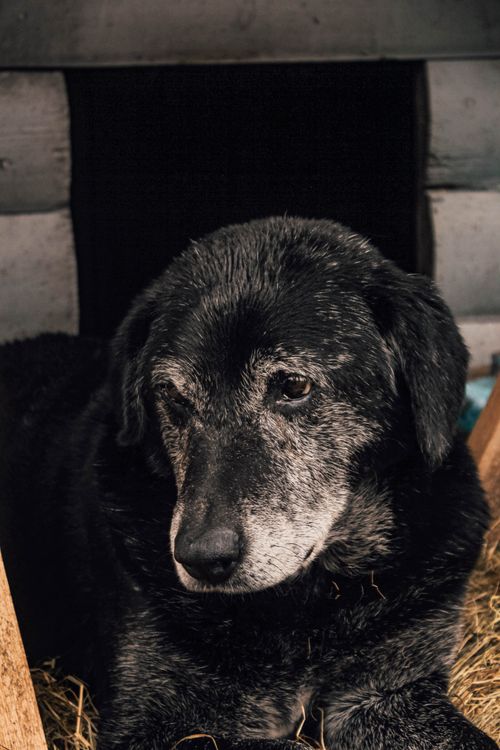 Elderly black dog with grey on its muzzle resting inside a wooden kennel