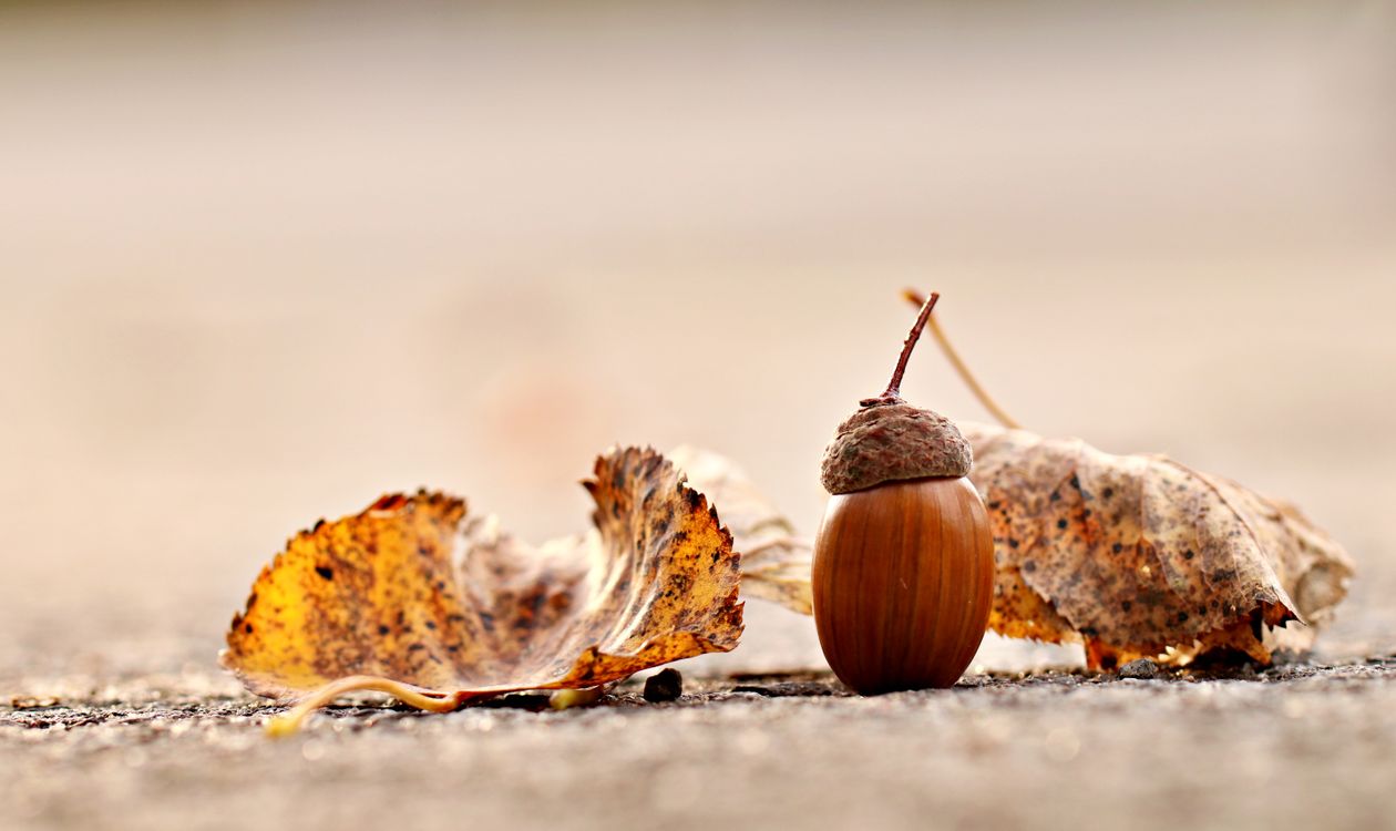A single brown acorn lying on fallen autumn oak leaves