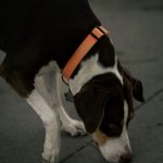 beagle puppy sniffing the ground on a walk