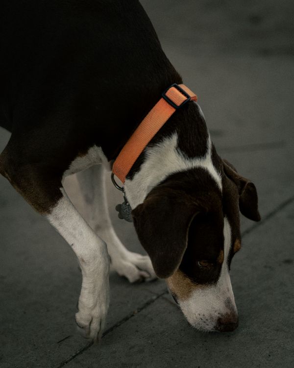 beagle puppy sniffing the ground on a walk