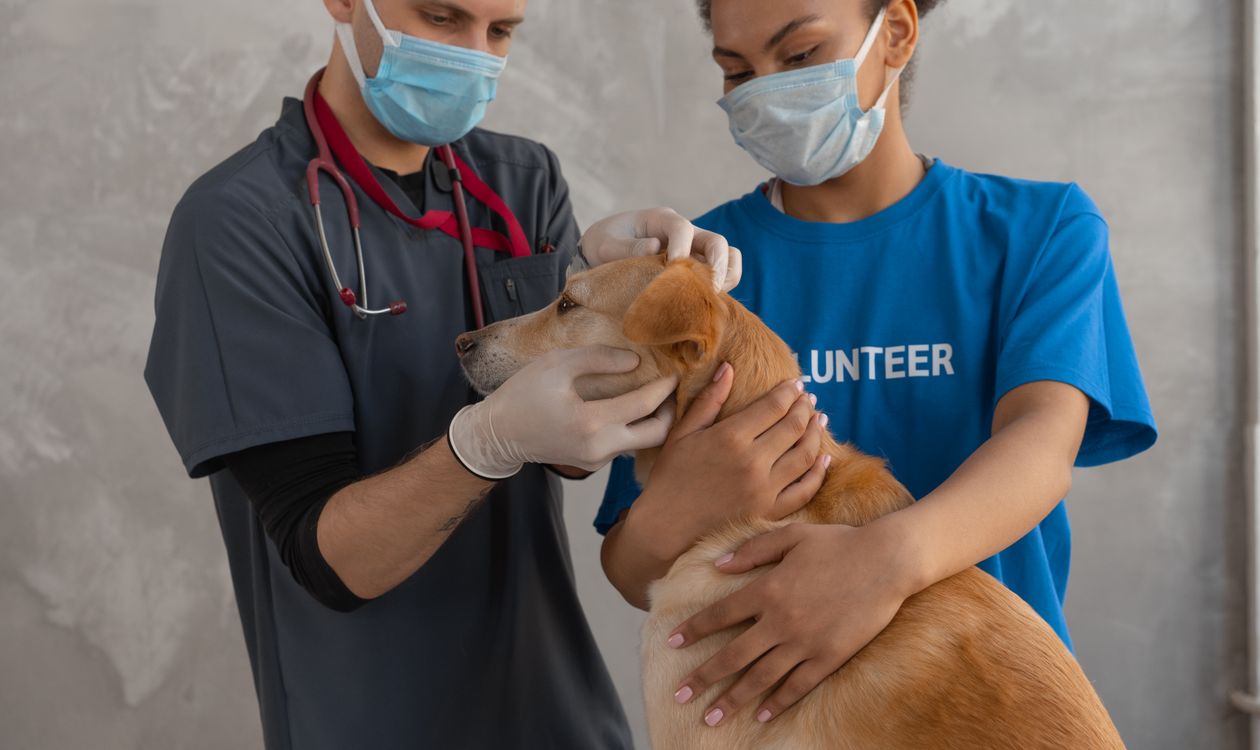 A veterinarian checking a brown dog on an exam table in a clinic