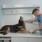 Veterinarian examining a dog in a clinic