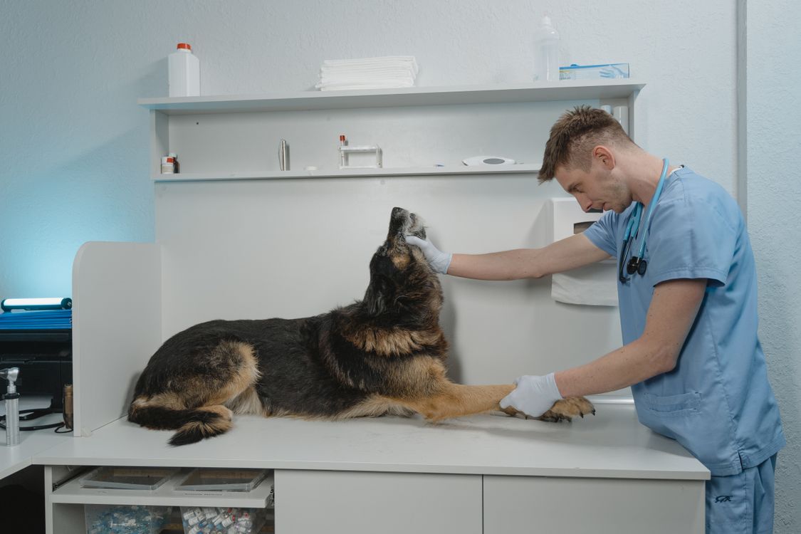 Veterinarian examining a dog in a clinic
