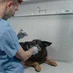 veterinarian in blue scrubs examining a German shepherd in a clinic