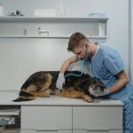 Veterinarian in blue scrubs examining a rough collie with a stethoscope