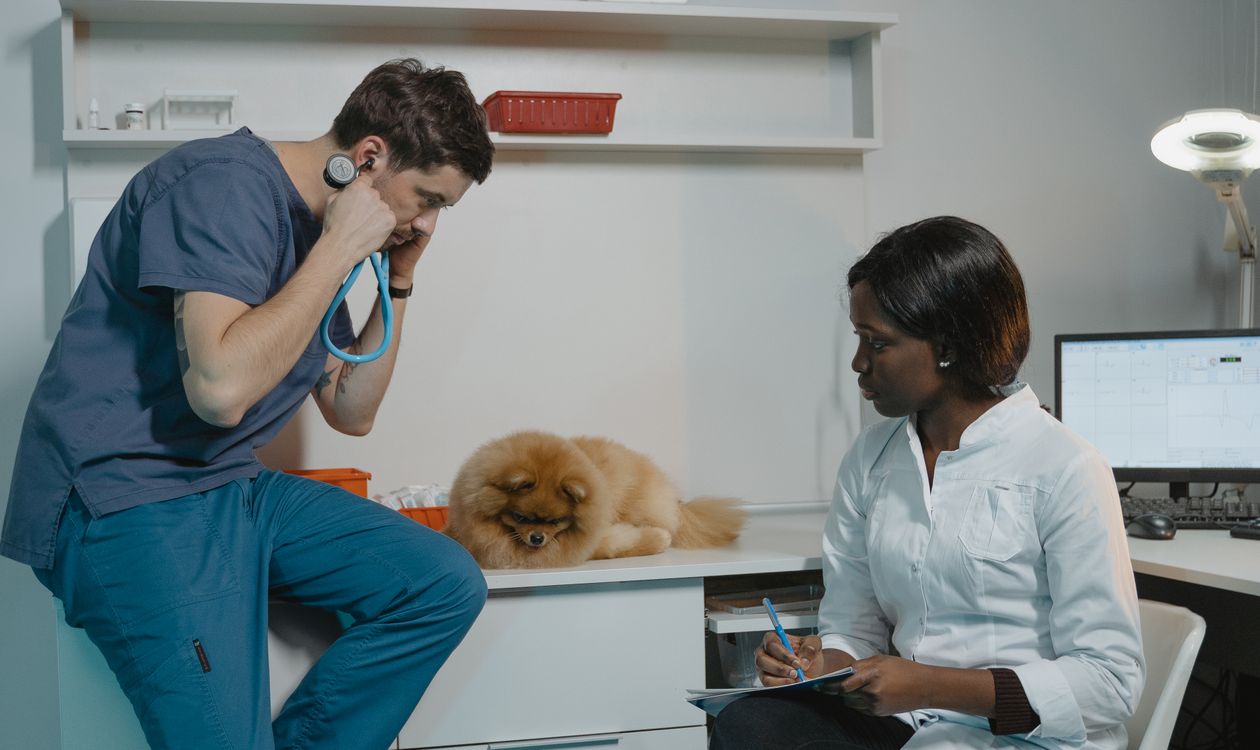 A veterinarian examining a small dog during a clinic checkup