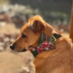 dog wearing a bow tie at an outdoor celebration