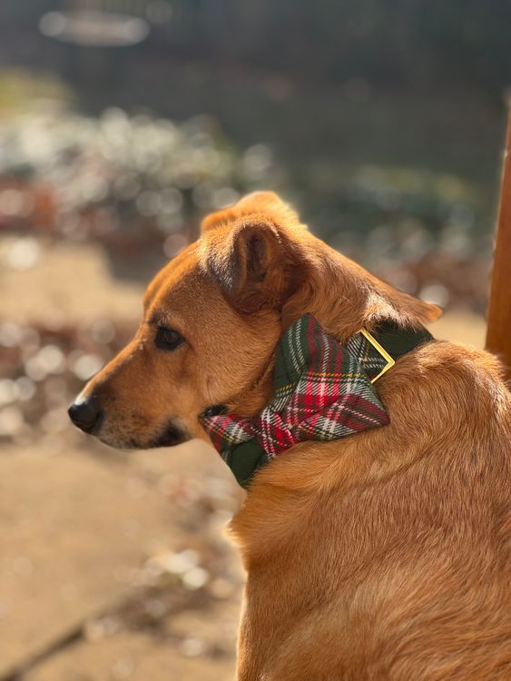 dog wearing a bow tie at an outdoor celebration