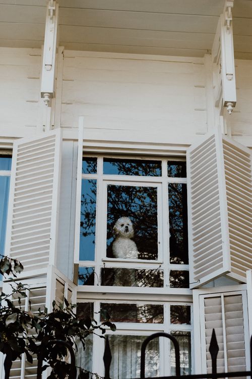 Fluffy white dog peering out of an old wooden window